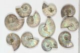 Lot: KG Silver Iridescent Ammonites (-) - Pieces #79439-2